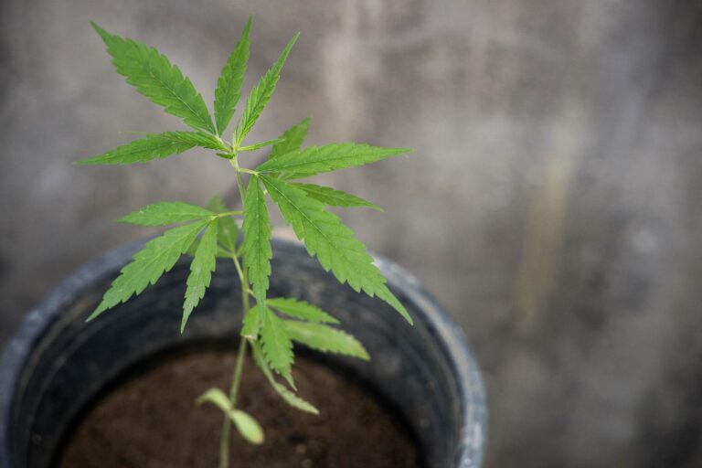 cbd vs thc