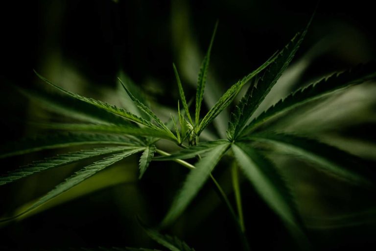 cannabis et chanvre cbd